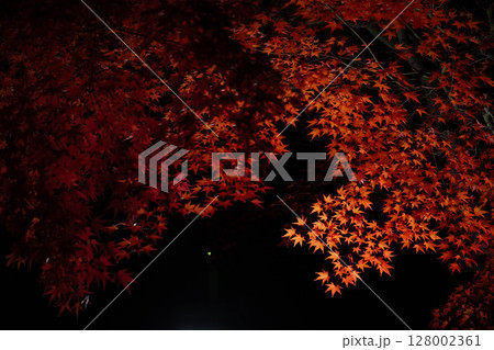 【紅葉素材】黒バックで撮影する紅葉したもみじの葉【長野県】 128002361