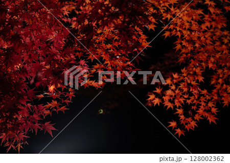 【紅葉素材】黒バックで撮影する紅葉したもみじの葉【長野県】 【紅葉素材】黒バックで撮影する紅葉したもみじの葉【長野県】 128002362