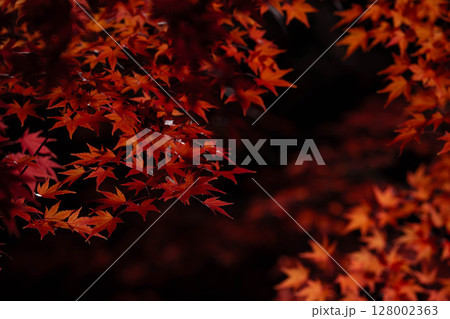 【紅葉素材】黒バックで撮影する紅葉したもみじの葉【長野県】 128002363
