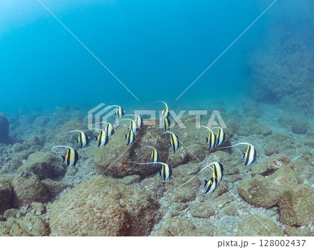 美しいツノダシ（ツノダシ科）の群れ。ヒリゾ浜中木南伊豆町伊豆半島静岡県2024 128002437
