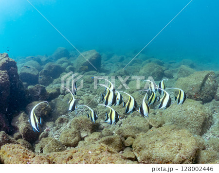 美しいツノダシ（ツノダシ科）の群れ。ヒリゾ浜中木南伊豆町伊豆半島静岡県2024 128002446