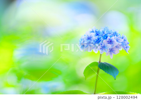 初夏の三島スカイウォーク 128002494