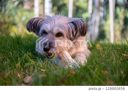 Happy dog chewing bone on autumn grass in backyard garden Happy dog chewing bone on autumn grass in backyard garden 128002656