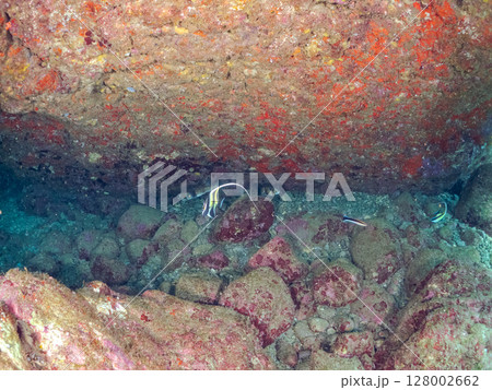 洞窟のツノダシ、ミナミハタンポ、アカハタ、イシガキフグ他の群れ。ヒリゾ浜中木南伊豆伊豆半島2024 洞窟のツノダシ、ミナミハタンポ、アカハタ、イシガキフグ他の群れ。ヒリゾ浜中木南伊豆伊豆半島2024 128002662