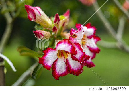 Desert Rose (Adenium obesum) In The Backyard, Background for advertising and wallpaper in natural environment and nature scene Desert Rose (Adenium obesum) In The Backyard, Background for advertising and wallpaper in natural environment and nature scene 128002790