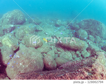 ツノダシ、ホウライヒメジ、チョウチョウウオ他の群れ, ヒリゾ浜中木南伊豆町伊豆半島静岡県2024 ツノダシ、ホウライヒメジ、チョウチョウウオ他の群れ, ヒリゾ浜中木南伊豆町伊豆半島静岡県2024 128002794