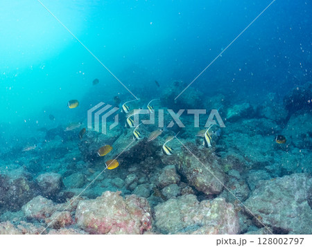 ツノダシ、ホウライヒメジ、チョウチョウウオ他の群れ, ヒリゾ浜中木南伊豆町伊豆半島静岡県2024 ツノダシ、ホウライヒメジ、チョウチョウウオ他の群れ, ヒリゾ浜中木南伊豆町伊豆半島静岡県2024 128002797