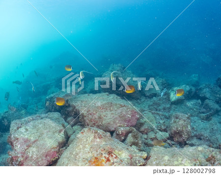 ツノダシ、ホウライヒメジ、チョウチョウウオ他の群れ, ヒリゾ浜中木南伊豆町伊豆半島静岡県2024 128002798