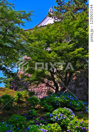 初夏の小田原城 初夏の小田原城 128003144
