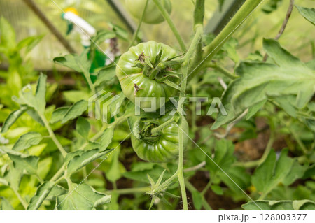 branch with green tomatoes in the garden 128003377