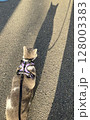 猫の影 128003383
