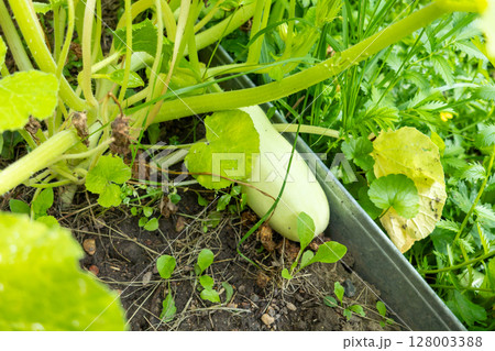 Yellow large zucchini grow in the garden 128003388