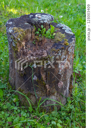 old mossy stump covered with mushrooms in the mysterious twilight of the forest. 128003409