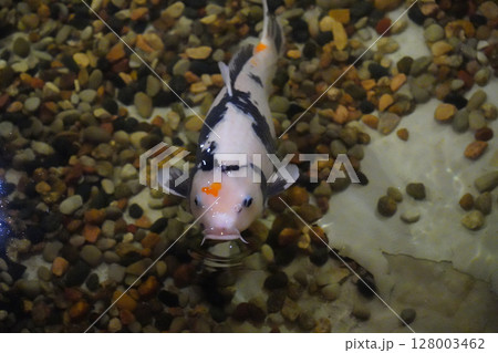Koi Fish Swimming Near the Surface in a Pond Koi Fish Swimming Near the Surface in a Pond 128003462