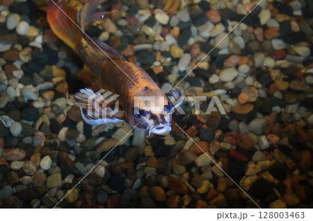 Koi Fish Swimming Near the Surface in a Pond Koi Fish Swimming Near the Surface in a Pond 128003463