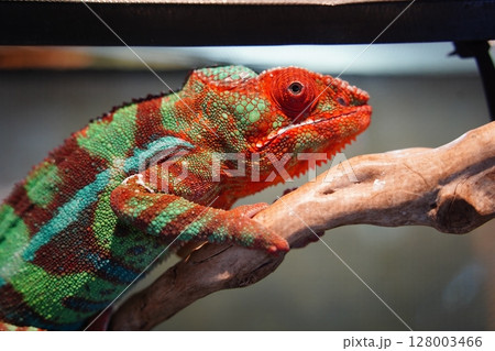 Close-Up of Colorful Panther Chameleon Displaying Red and Green Camouflage on a Branch 128003466