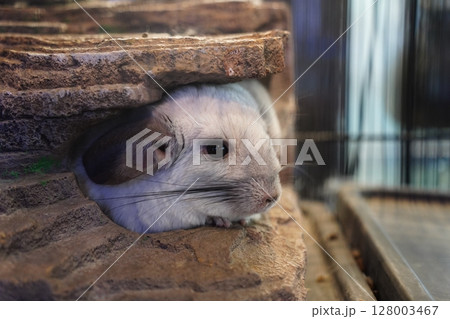 Close-Up of Chinchilla Peeking Out from a Rock Shelter Close-Up of Chinchilla Peeking Out from a Rock Shelter 128003467