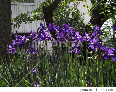 木漏れ日の中の水通町公園のアヤメ（満開の紫色の菖蒲の花々） 128003486