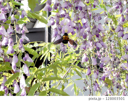 満開の藤の花と熊蜂(木漏れ日の中のキムネクマバチとフジ) 満開の藤の花と熊蜂(木漏れ日の中のキムネクマバチとフジ) 128003501