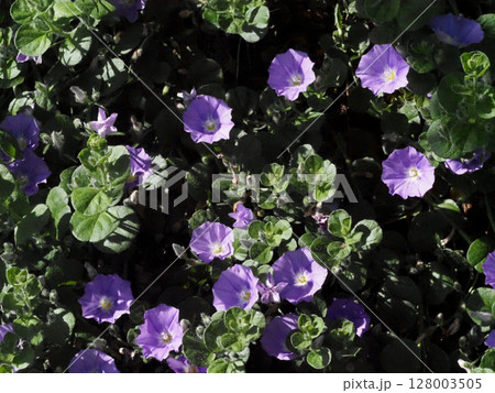 日差しを浴びた青いコンボルブルス・サバティウス(ペイルブルーの丸葉朝顔の花) 日差しを浴びた青いコンボルブルス・サバティウス(ペイルブルーの丸葉朝顔の花) 128003505