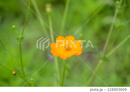 コスモス オレンジ色 夏 花 7月 素材 コスモス オレンジ色 夏 花 7月 素材 128003609