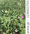 草花 128003703