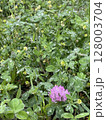 草花 128003704