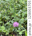 草花 128003705