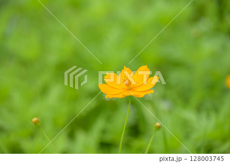 コスモス オレンジ色 夏 花 7月 素材 コスモス オレンジ色 夏 花 7月 素材 128003745