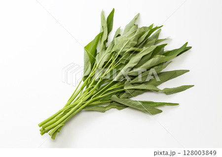 白背景に空芯菜 128003849