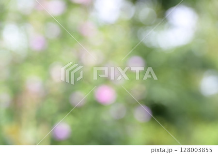 新緑 緑色 ピンク色 白色 玉ボケ 植物 花 アウトフォーカス 合成素材 新緑 緑色 ピンク色 白色 玉ボケ 植物 花 アウトフォーカス 合成素材 128003855