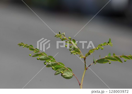 ナガエコミカンソウ・2025年5月 128003972