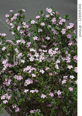 ハクチョウゲの花・2025年5月 ハクチョウゲの花・2025年5月 128004168