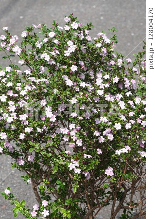 ハクチョウゲの花・2025年5月 ハクチョウゲの花・2025年5月 128004170