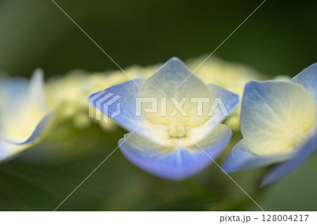 薄い青紫色と黄色のグラデーションが綺麗な咲き始めの紫陽花 薄い青紫色と黄色のグラデーションが綺麗な咲き始めの紫陽花 128004217