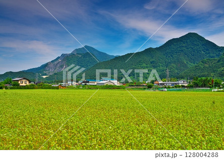 ちちぶ花見の里から武甲山を望む ちちぶ花見の里から武甲山を望む 128004288