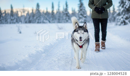 Happy husky dog with blue eyes walking on a snowy path with a person in winter 128004528