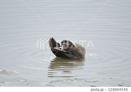 荒尾市　港　野鳥、 128004548