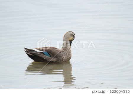 荒尾市　港　野鳥、 128004550