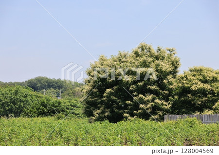 満開の花を付けた栗の木 128004569