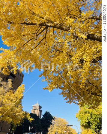 黄金色に染まる日本大通り　みなとみらいの秋景色 128004578