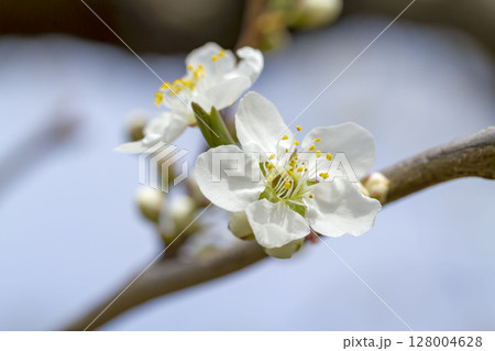 プラムの花 プラムの花 128004628