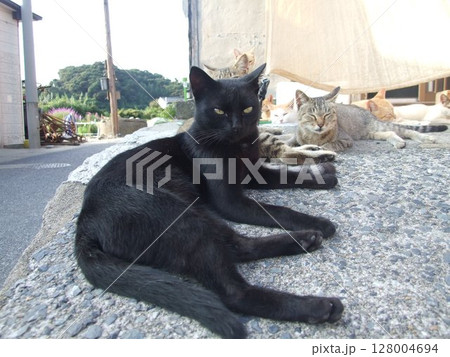 見つめる黒猫とたくさんの猫たち 見つめる黒猫とたくさんの猫たち 128004694