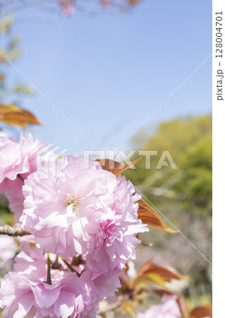 満開の八重桜 128004701