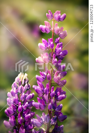 lupine flowers in the sun on a blurred background, herbaceous plant 128004713