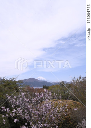 恩賜箱根公園から見た芦ノ湖と富士山　さくら 128004738