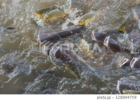 Crowd of freshwater fish scramble food in river 128004759