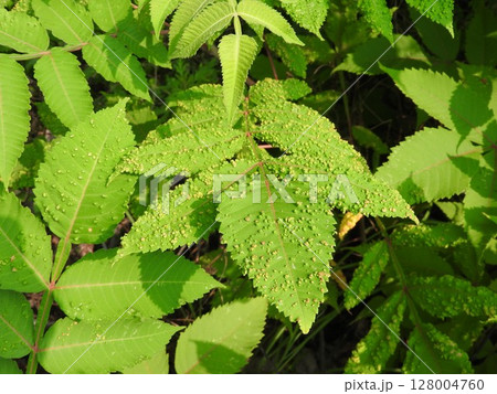 ヌルデの葉に発生したイボ状の虫えい 128004760