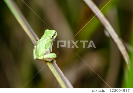 アマガエル 128004957