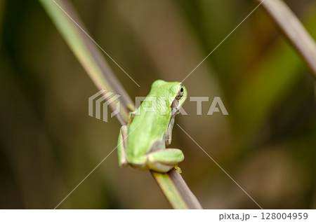 アマガエル 128004959